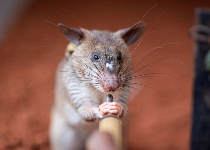 These Rats With Tiny Backpacks And Microphones May Soon Become The Heroes Of Search And Rescue Operations