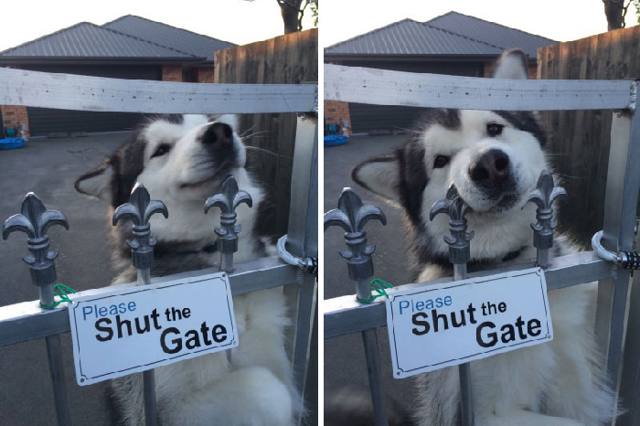 No No Please Open The Gate Let Him Out