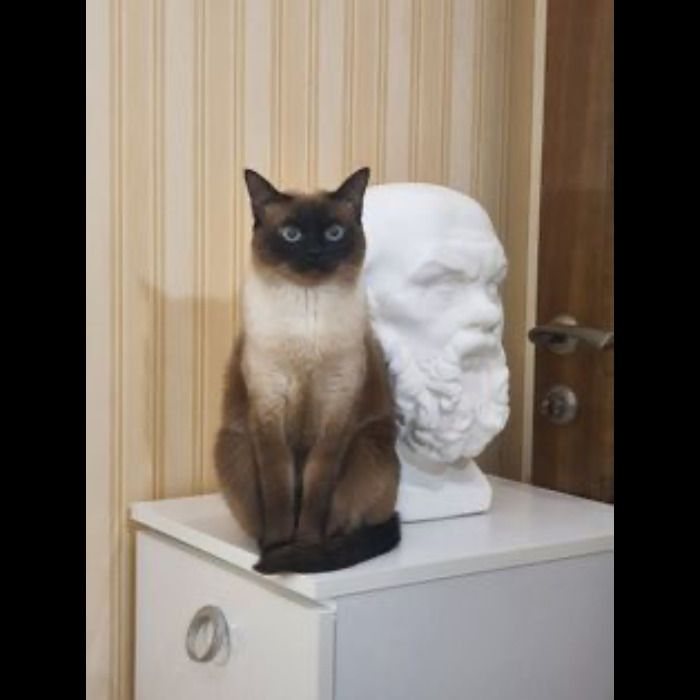 If Your Feeling Down, Here&rsquo;s 14 Pictures Of My Cat.