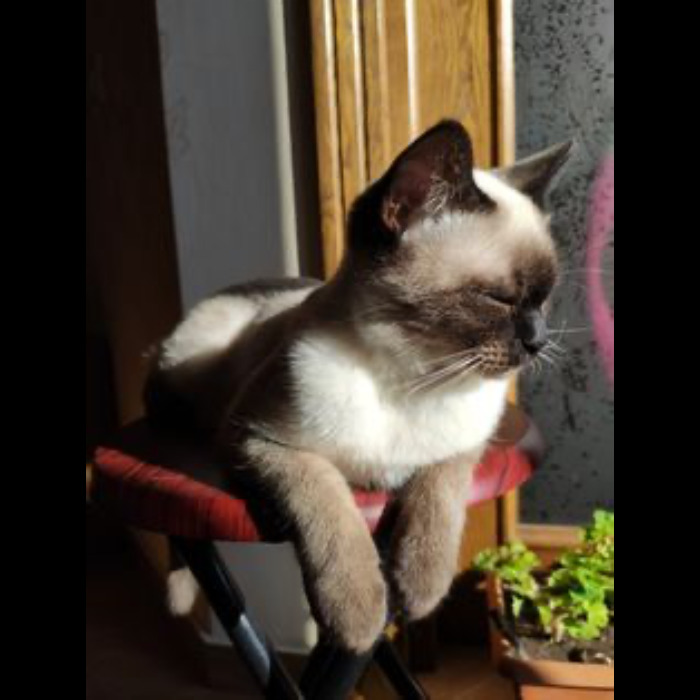 If Your Feeling Down, Here&rsquo;s 14 Pictures Of My Cat.