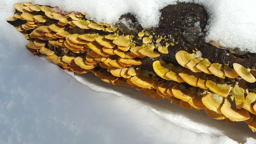 The Fungus Among Us: Can You Identify Some Of These Spores? (38 Pics)