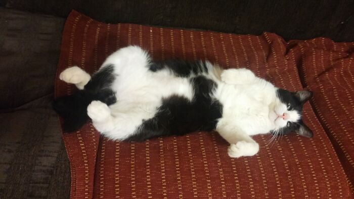 My Big Boy With A Gentle Heart "Legos". He Had His Tail Broken In Two Places And A Bit Of Brain Damage From A Dog Attack. I Adopted Him In 2017 After My Angel Passed Away. Still Heartbroken About His Passing