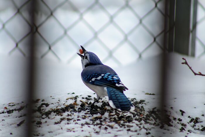 Hungry Bluejay!