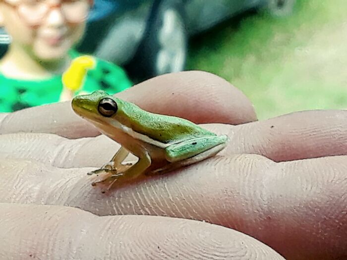 My Husband Holding A Tiny Tree Frog So My Kids Can See It