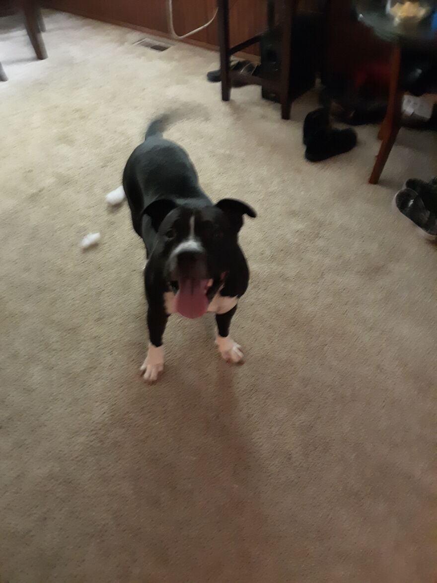 In Honor Of Dogs 13th Birthday, Here Are 13 Pictures Of Him