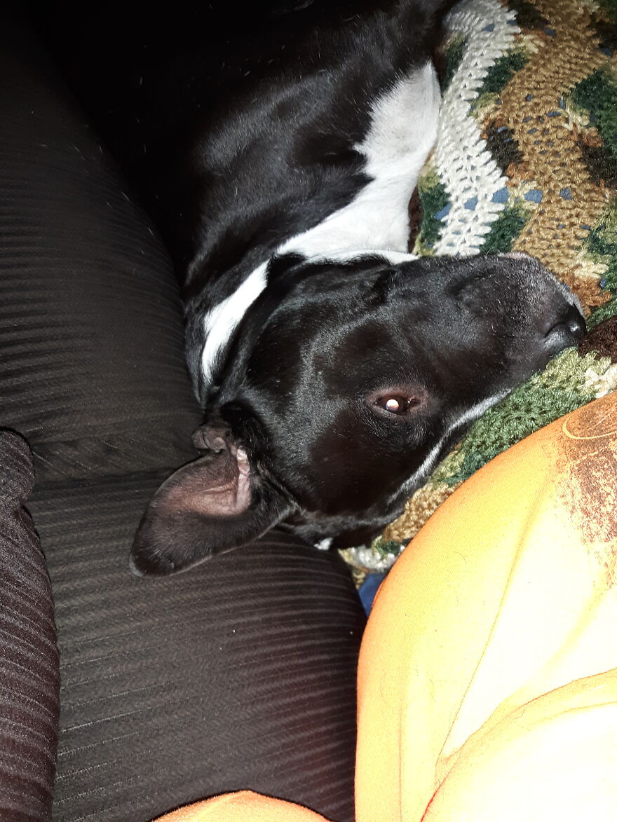 In Honor Of Dogs 13th Birthday, Here Are 13 Pictures Of Him