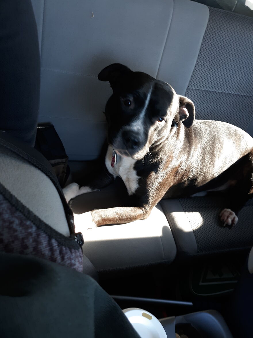 In Honor Of Dogs 13th Birthday, Here Are 13 Pictures Of Him