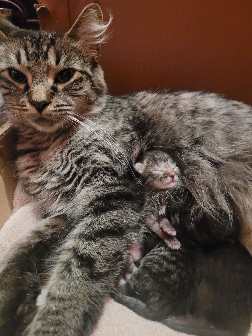 Our Pregnant Rescue Cat And Her Babies!