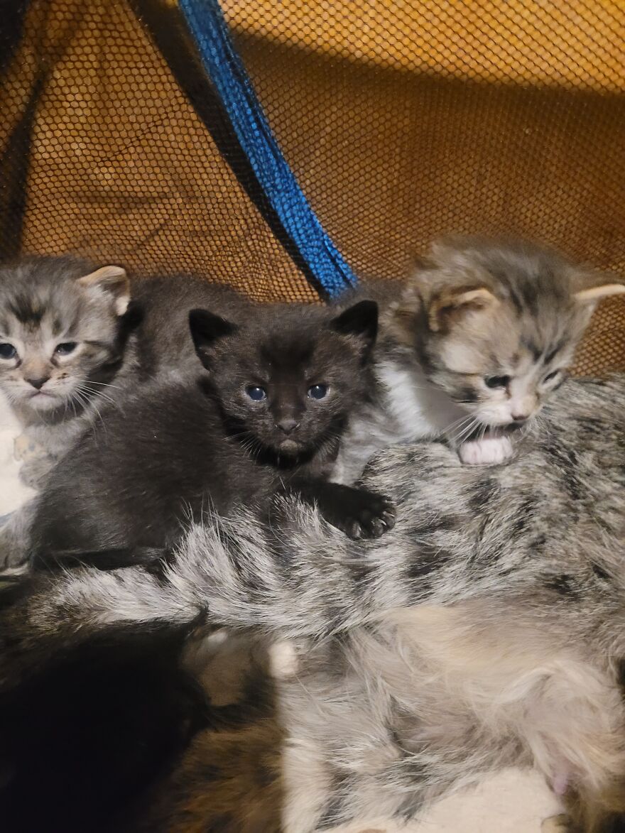 Our Pregnant Rescue Cat And Her Babies!