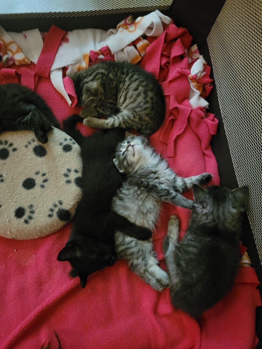 Our Pregnant Rescue Cat And Her Babies!