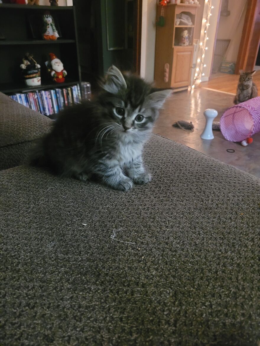 Our Pregnant Rescue Cat And Her Babies!