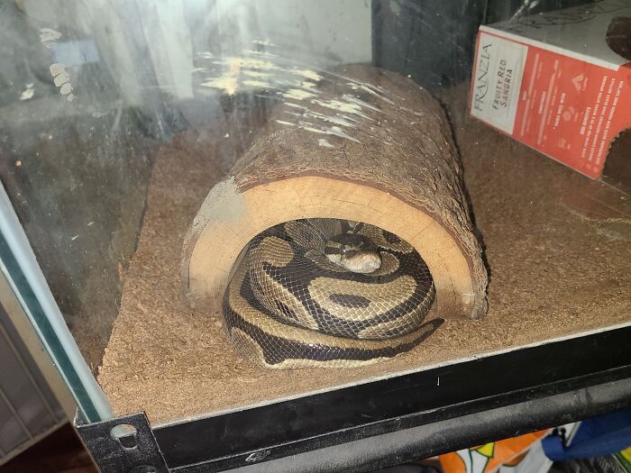 Miss Hen, My 22-Year-Old Snek (Python Regius/Ball Python)