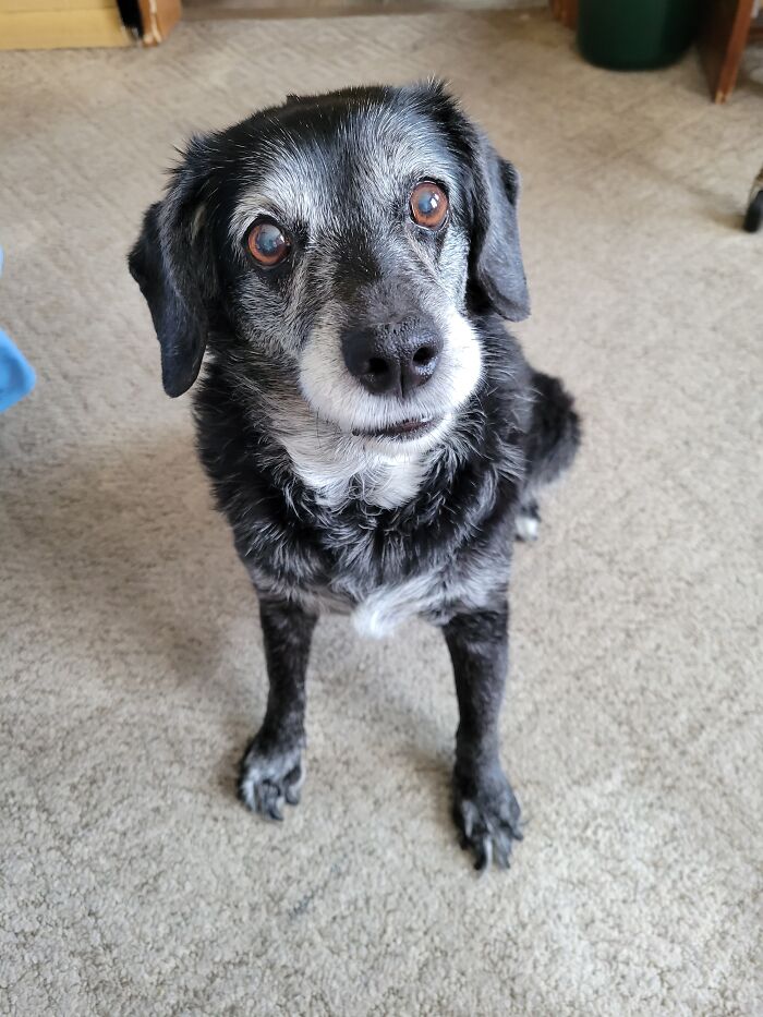 Kia (Like The Car) 15 Years Old. Going Blind And Def. Had To Take People Doses Of Zanex For Anxiety. She Can't Hear Or See What Was Once Bothering Her