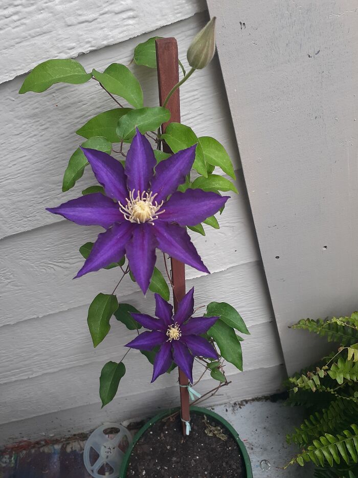 My Clematis Plant, I Really Thought This Sucker Was Dead