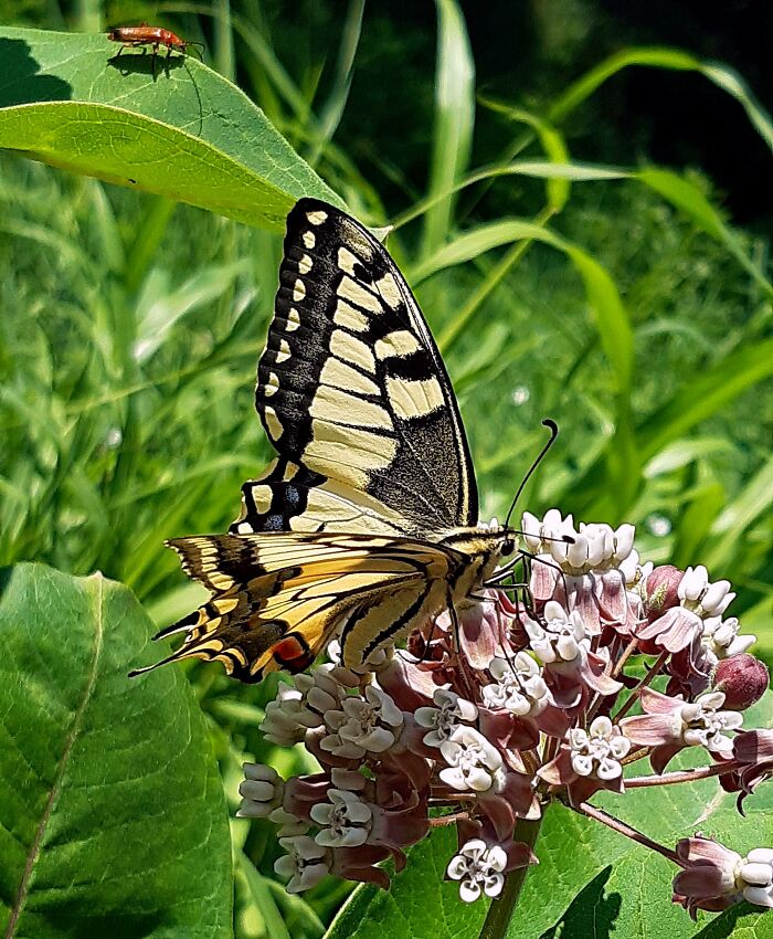 Perhaps A Picture Of These Wonderful Winged Creatures Enjoying A Feast On Milkweed🥰