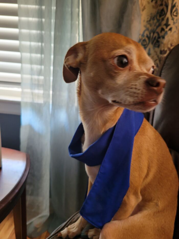 Buster Meh Chihuahua Babi