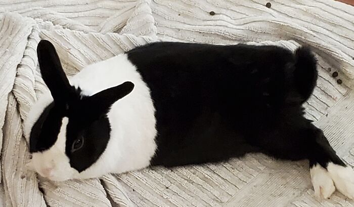 Phoebe The Rescue Bunny, 5. Phoebe Has Severe Dental Misalignment, Requiring Dental Work Every 3 Months
