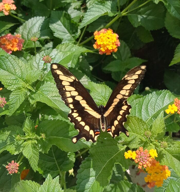 At The Butterfly Garden