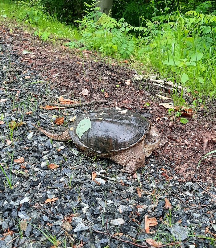 Snapping Turtle After Laying Her Eggs