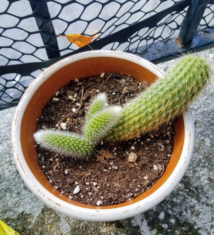 My Lil Baby Cactus...had Babies! I've Named Them Hairy, Fro And Of Course Curly