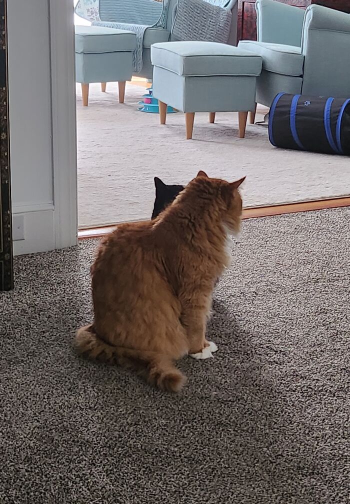 Big Kitty Coughed. Little Kitty Showed Up To Check On Him. ❤️