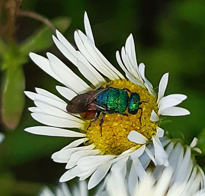 Jewel Wasp Sleeping On A Flower, Taken Yesterday On A River Island Near My House