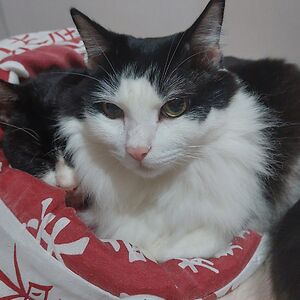 laura-nekotachi avatar