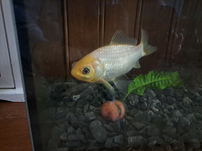 Nemo, My 15/16 Year Old Goldfish!