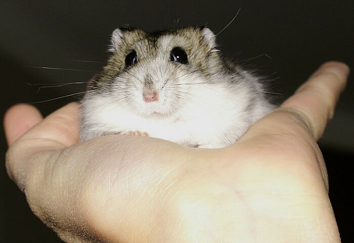 Hamsters Need Research Love Too