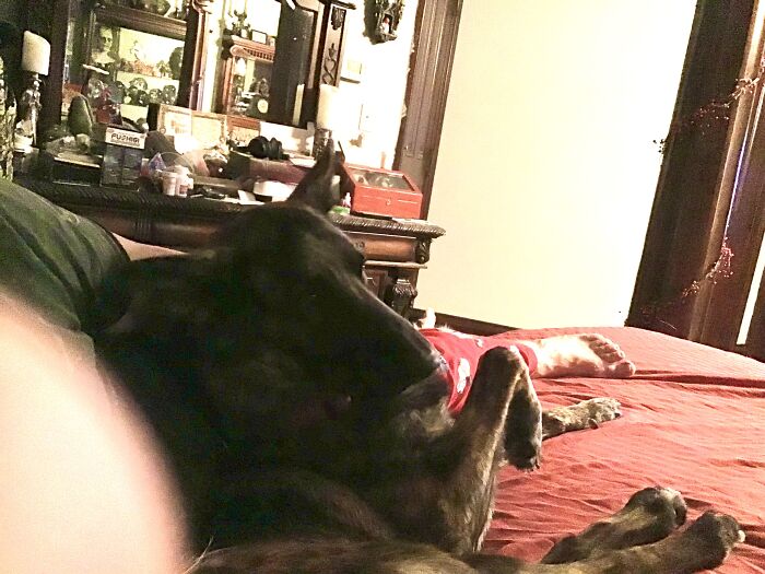 My German Shepherd Named Boda