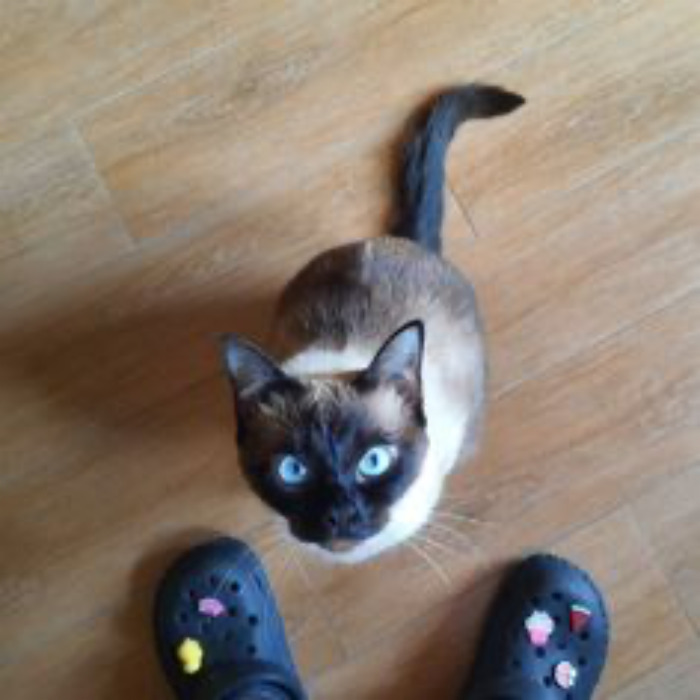 If Your Feeling Down, Here&rsquo;s 14 Pictures Of My Cat.