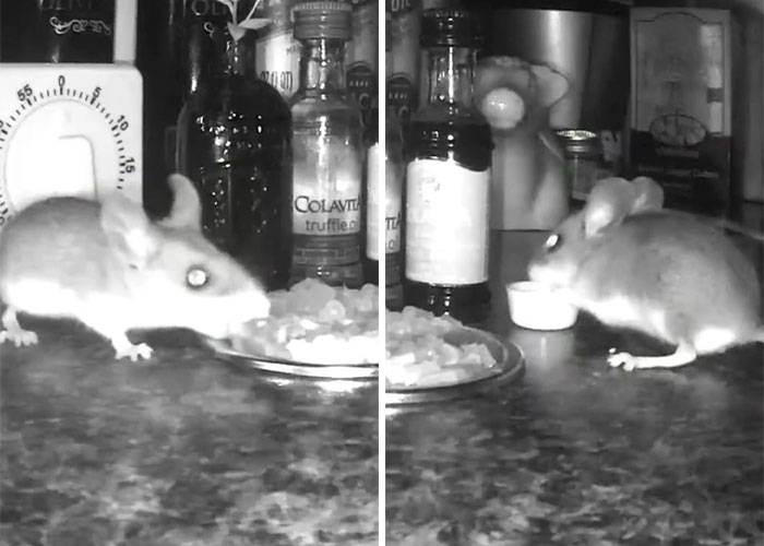Woman Makes Gourmet Meals For A Mouse That Lives In Her Wall, Goes Viral On TikTok With More Than 18M Views