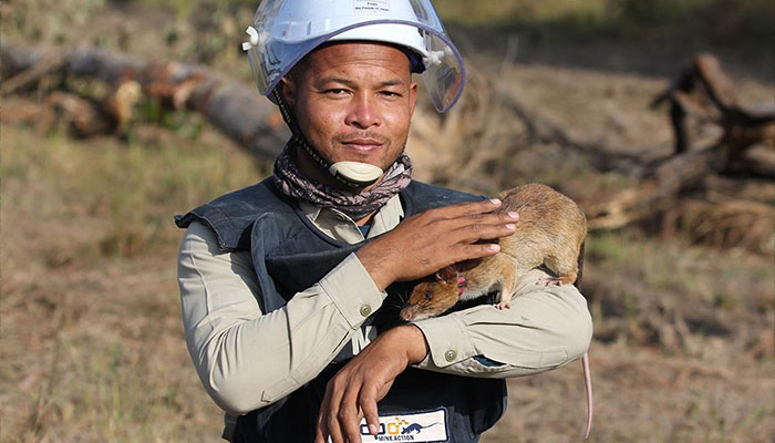 These Rats With Tiny Backpacks And Microphones May Soon Become The Heroes Of Search And Rescue Operations