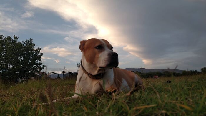 The 5 Most Crucial Life Lessons My Pitbull Dog Dina Taught Me (32 Pics) The 5 Most Crucial Life Lessons My Pitbull Dog Dina Taught Me (32 Pics)