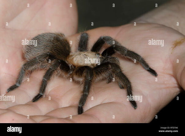 32-year-old-man-holding-freshly-extracted-oklahoma-brown-tarantula-aphonopelma-hentzi-RTD7A6.jpg
