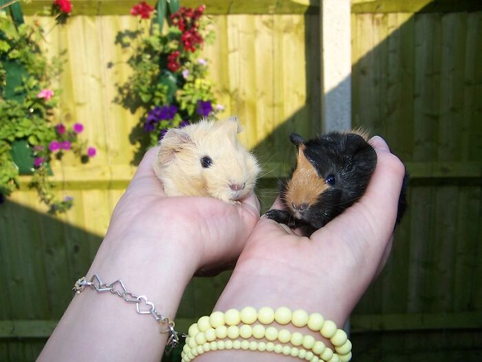 You're Not Allowed To Own Just One Guinea Pig Or Parrot Because It Is Considered Abuse As They Get Lonely