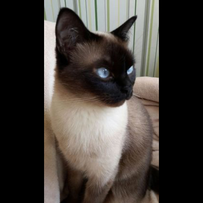 If Your Feeling Down, Here&rsquo;s 14 Pictures Of My Cat.