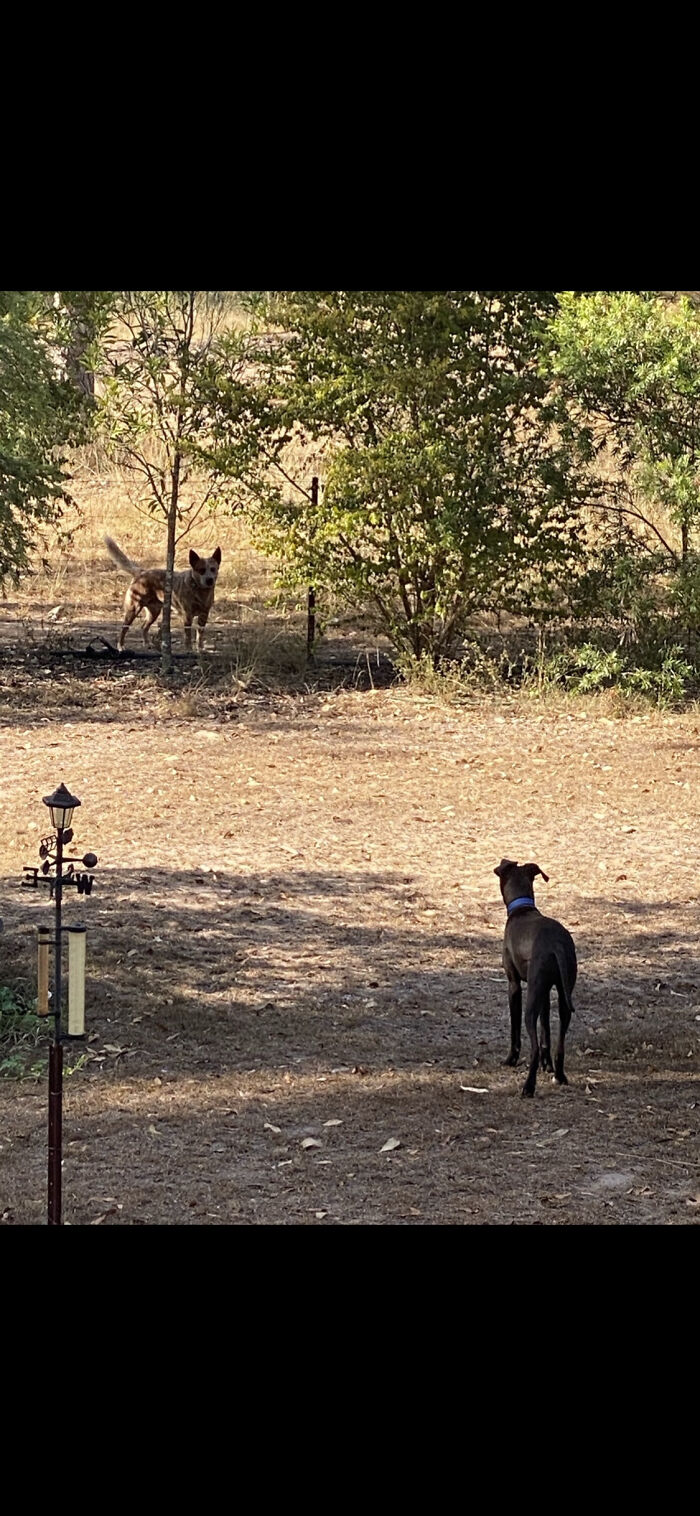 The First Time Our Dog Met The Dog Next Door