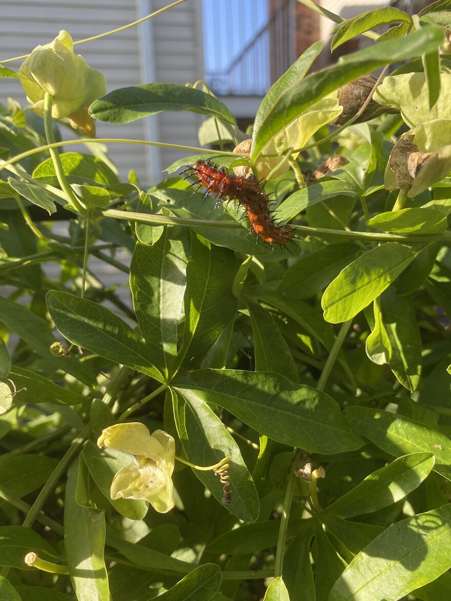 Then The Caterpillars Started Appearing And Eating Too