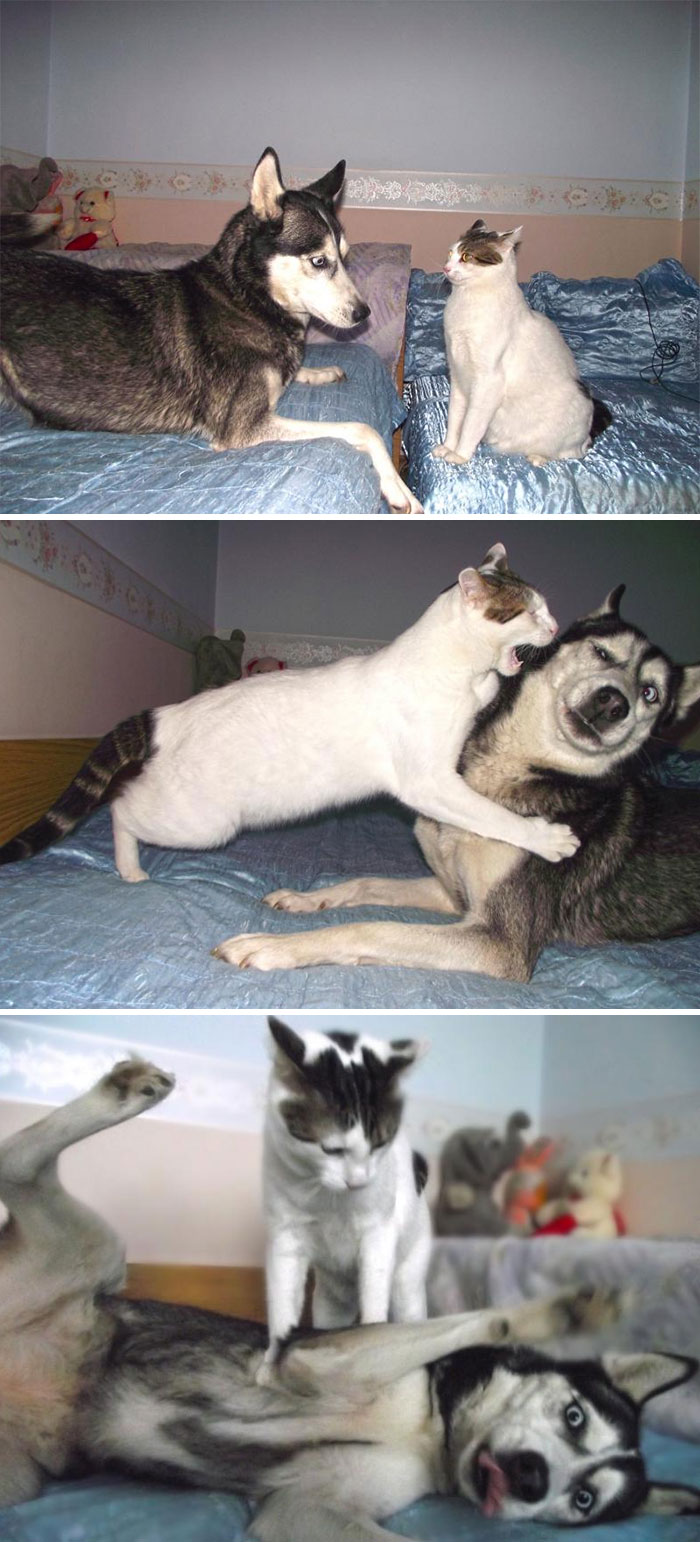 Cat vs. Husky