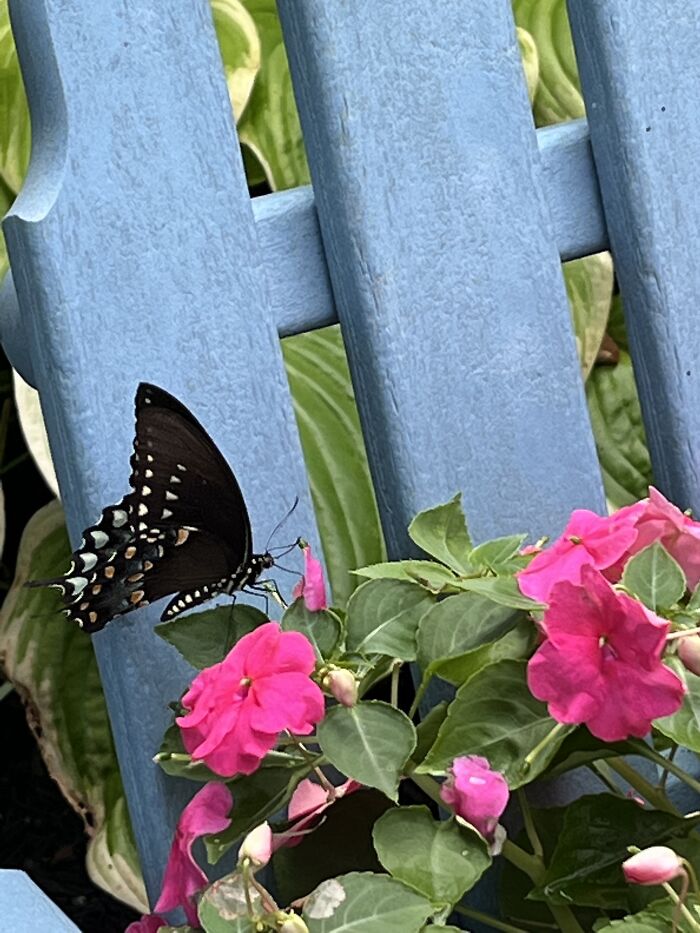 I Was Sitting Outside With My Dog When I Took This Photo And I Couldn’t Believe How Close I Got To The Butterfly!