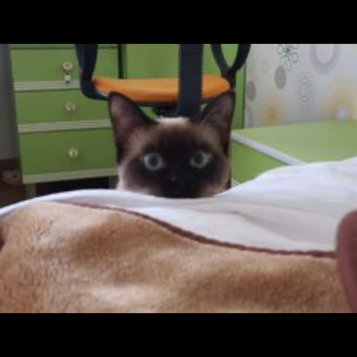 If Your Feeling Down, Here&rsquo;s 14 Pictures Of My Cat.