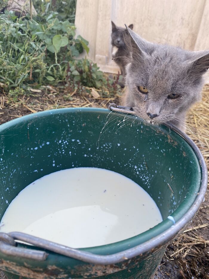 Mr. Fluffypants Drinking Milk At The Farm I Work At