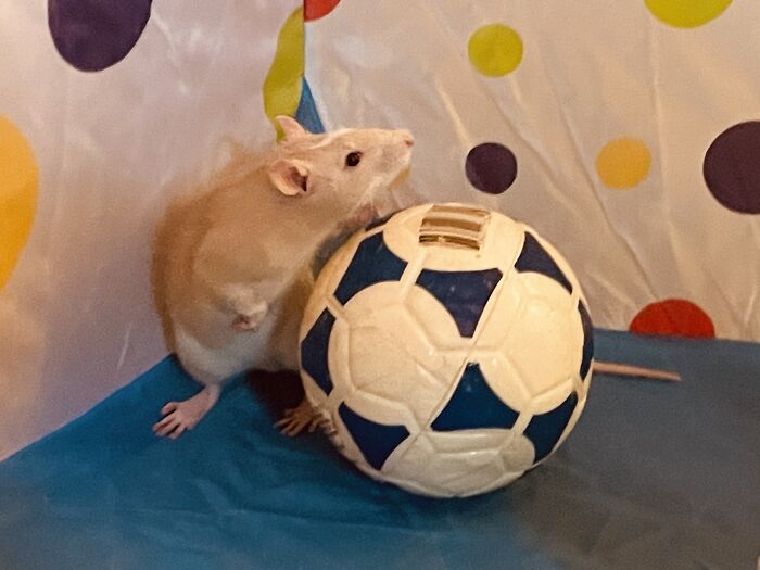 Gerald Enjoying Some Soccer