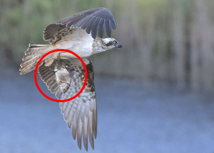 “How About I Take It Home To Live With Me?”: Airline Employee Looks After Passenger’s Pet Fish For 4 Months “How About I Take It Home To Live With Me?”: Airline Employee Looks After Passenger’s Pet Fish For 4 Months