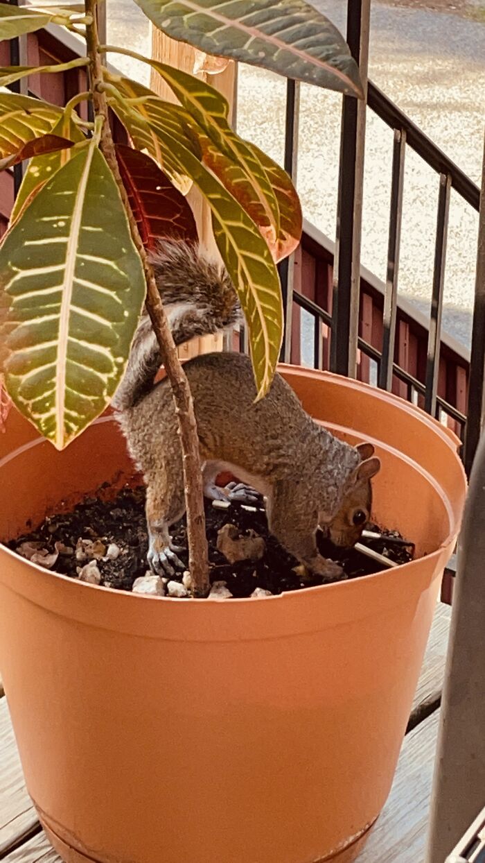 Took A Pick Of This Semi Tame Squirrel Burying A Precious Almond
