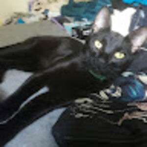 vanessapadilla_1 avatar