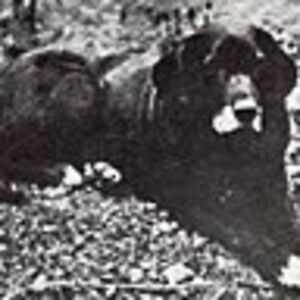 greysonbieber avatar