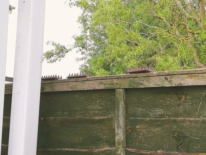 My Neighbors Put Spikes On Our Shared Fence To Stop Our Cats From Jumping Up