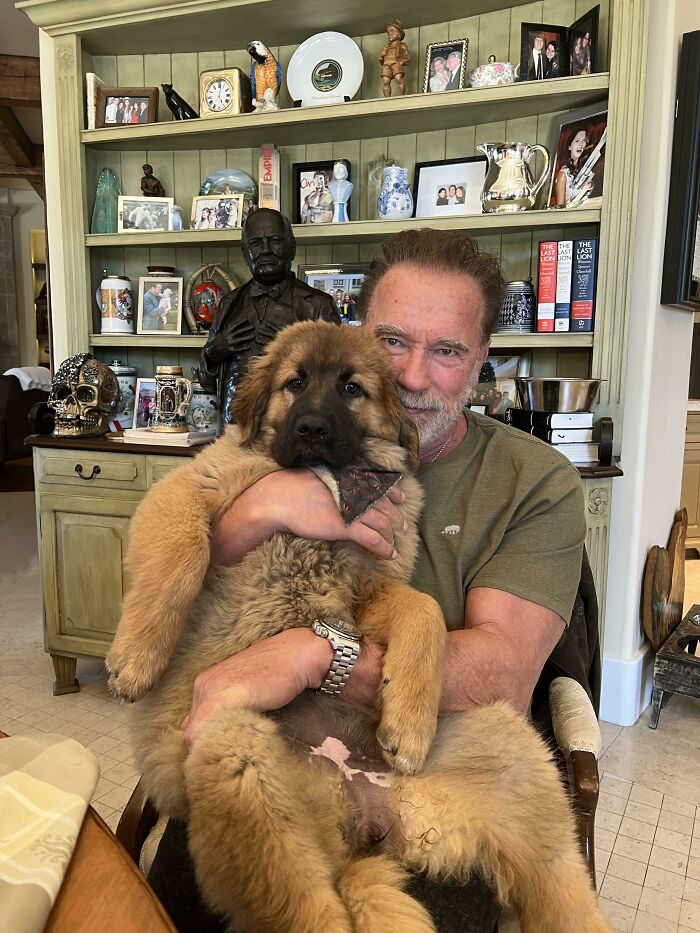 Say Hello To Arnold Schwarzenegger's Puppy Schnitzel